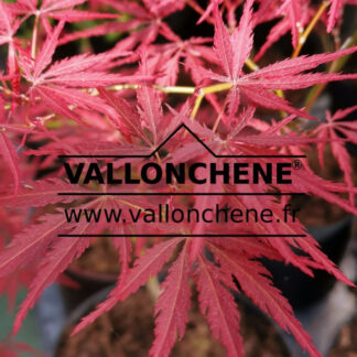 Feuillage printanier de l'ACER palmatum 'Pendula Angustilobum'