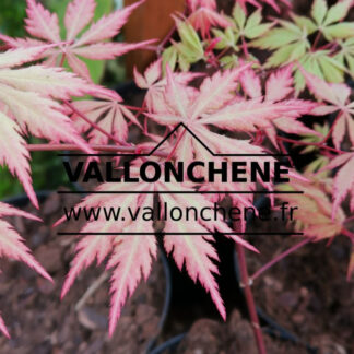 Feuillage printanier de l'ACER palmatum 'Wild Goose'