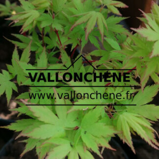 Feuillage printanier de l'ACER palmatum 'Red Wood'