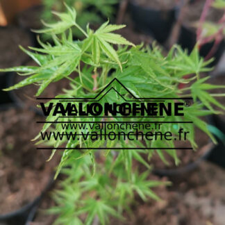 Feuillage printanier de l'ACER palmatum 'Hippy-fin-mo'