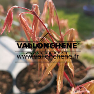 Pousse printanière de l'ACER palmatum 'Reticulatum Purple'