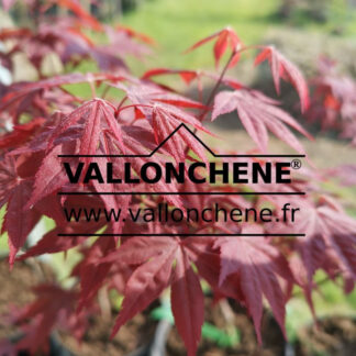 Feuillage printanier de l'ACER palmatum 'Shin-koba-shojo'