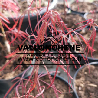 Feuillage printanier de l'ACER palmatum 'Enkan'