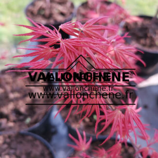 Feuillage printanier de l'ACER palmatum 'Beni-zashi'