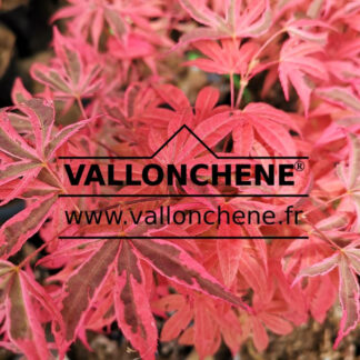 Feuillage printanier de l'ACER palmatum 'Shirazz'