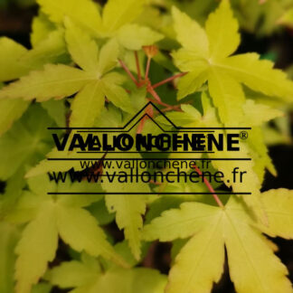 Feuillage printanier de l'ACER palmatum 'Ueno-Homare'