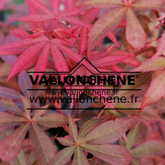 Feuillage printanier de l'ACER palmatum 'Skeeter's Broom'