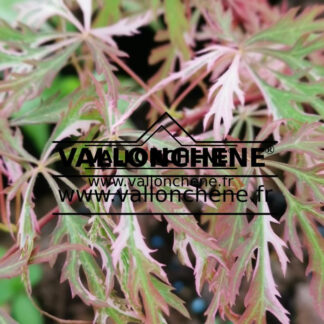 Feuillage printanier de l'ACER palmatum 'Hanabi-no-mai'