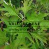 Feuillage vert de l'HYDRANGEA quercifolia 'Ice Crystal'