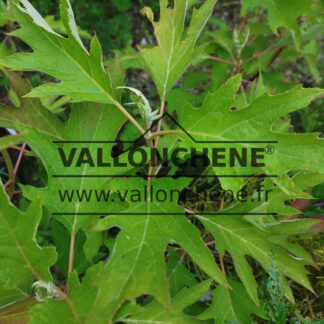 Green foliage of HYDRANGEA quercifolia 'Ice Crystal'