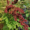 SORBARIA sorbifolia SORBARIA sorbifolia