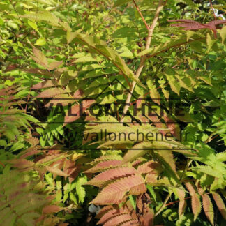 SORBARIA sorbifolia