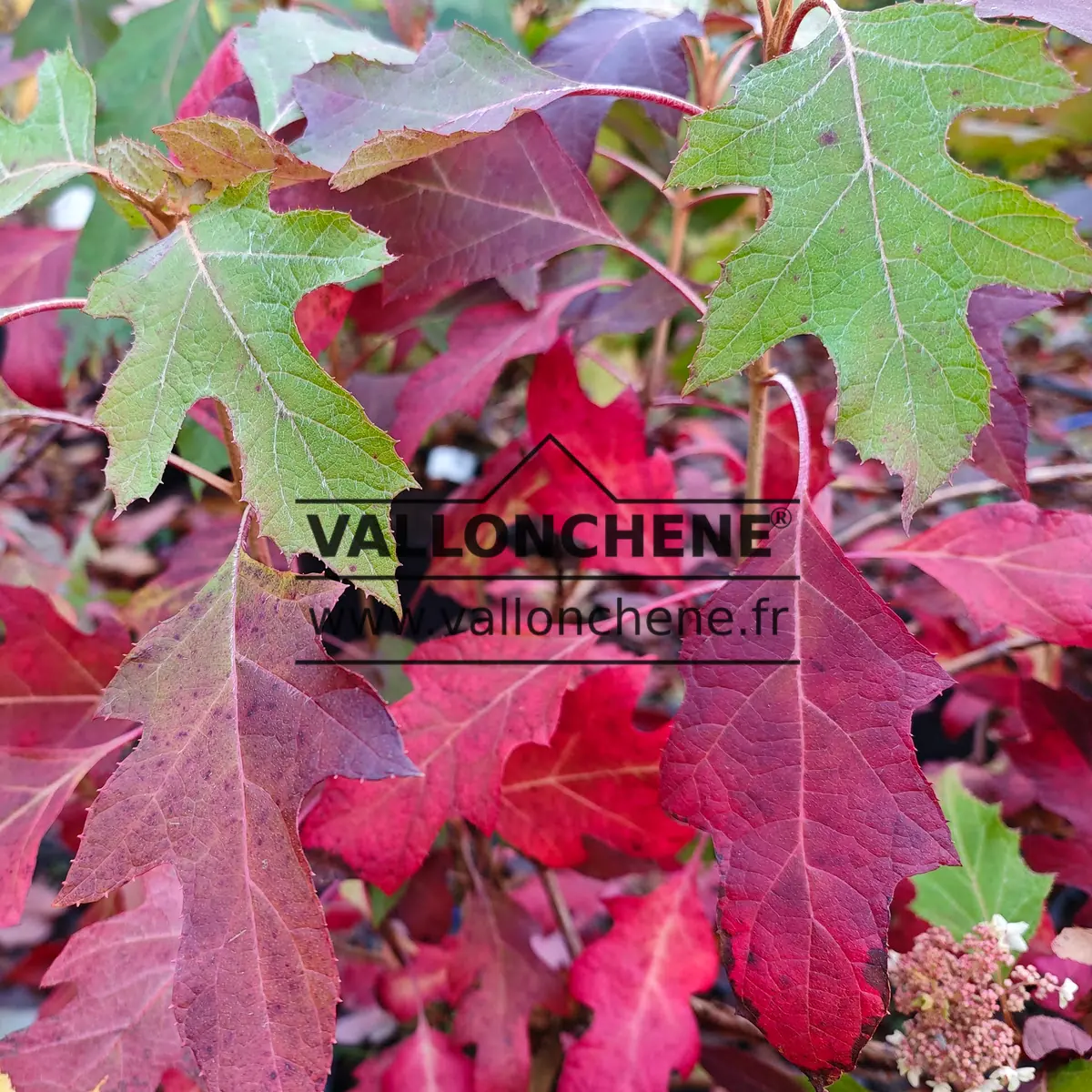 Feuillage flamboyant rouge et pourpre de l'HYDRANGEA quercifolia 'Ice Crystal' en automne