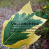 Feuillage panaché de jaune et vert du LIRIODENDRON tulipifera 'Snow Bird'
