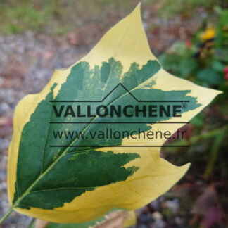 Feuillage panaché de jaune et vert du LIRIODENDRON tulipifera 'Snow Bird'