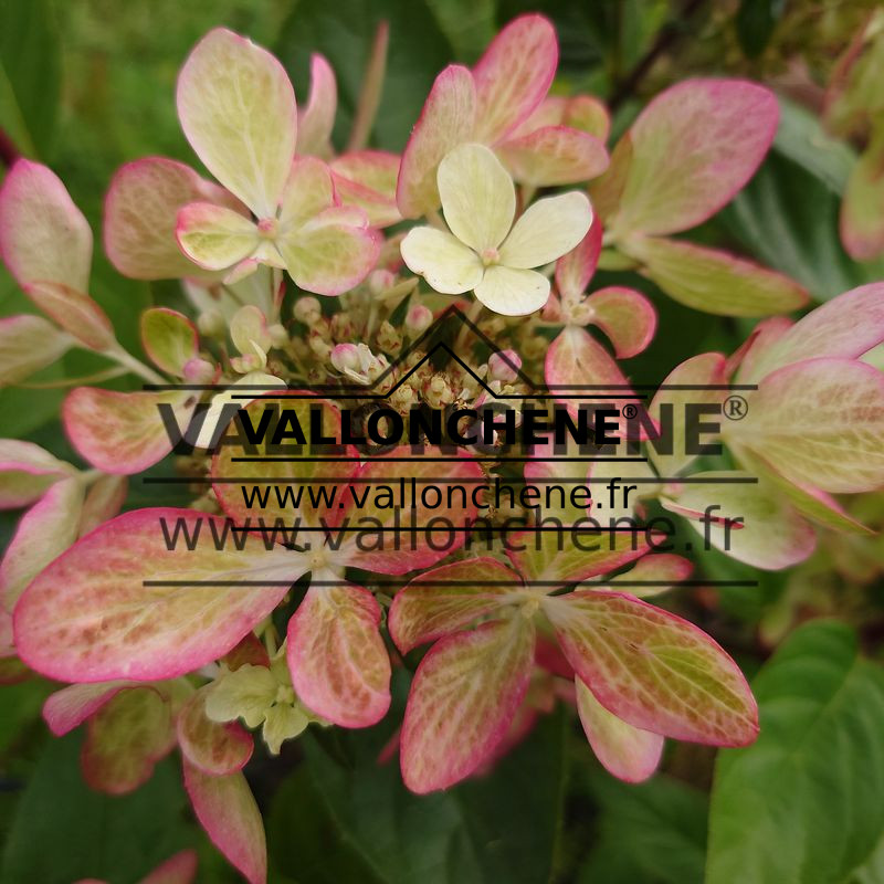 Fleurs estivales de HYDRANGEA paniculata 'Pastelgreen' avec un coloration rose, verte et crème