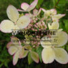 Fleur débutante de l'HYDRANGEA paniculata 'Pastelgreen' en début d'été