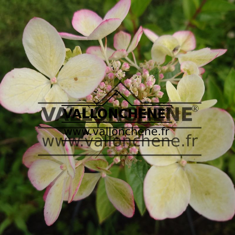 Fleur débutante de l’HYDRANGEA paniculata ‘Pastelgreen’ en début d’été