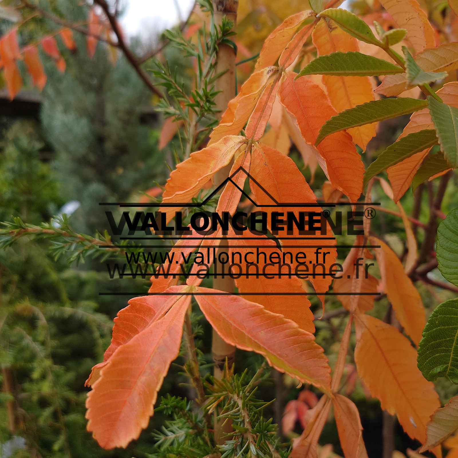 Feuillage automnal avec des couleurs flamboyantes du RHUS chinensis