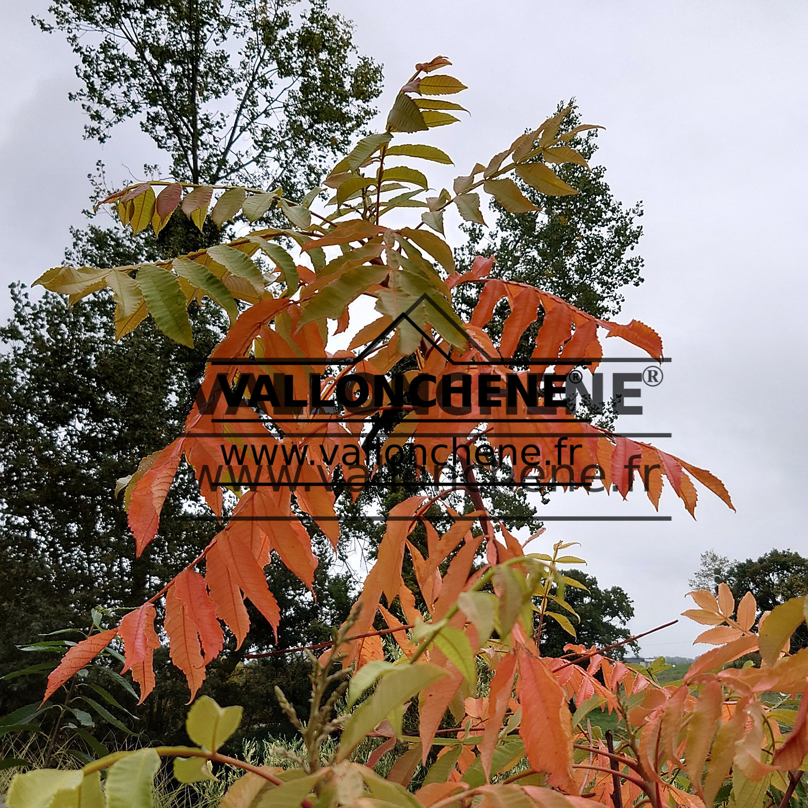 Feuillage automnal du RHUS chinensis