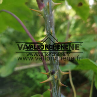 KALOPANAX septemlobus (aralia arborescent, kalopanax à sept lobes)