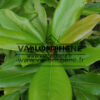 MAGNOLIA grandiflora (magnolia à grandes fleurs)