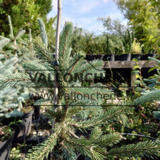 Aiguilles bleues du PICEA engelmannii 'Snake'