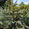 Agujas azules de PICEA engelmannii 'Blue Magoo'