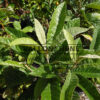 Feuillage estival du ERIOBOTRYA japonica
