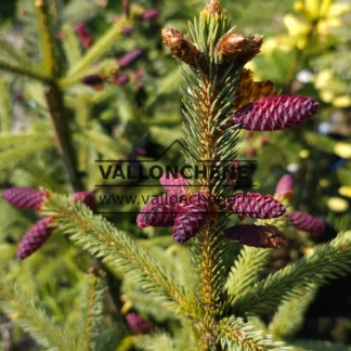 Cônes mauves du PICEA engelmannii ‘Blue Magoo’ au printemps