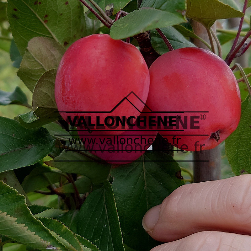 Rote Äpfel von MALUS 'Appletini' (Gulliver) im Herbst