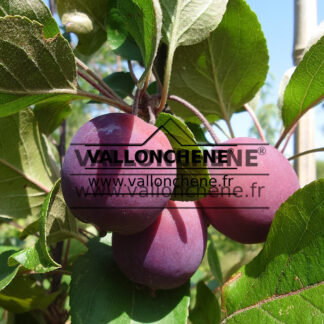 Purpurfarbene Äpfel von MALUS 'Appletini' (Gulliver) im Sommer