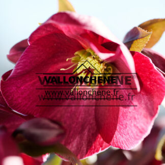 HELLEBORUS 'Scarletta' (hellébore, rose de Noël)