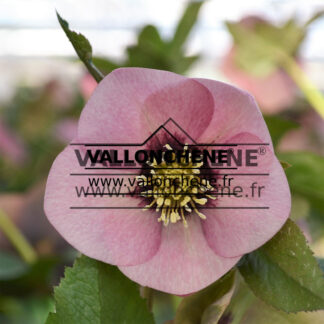 HELLEBORUS x orientalis 'Pink with red center' (hellébore, rose de Noël)