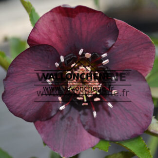 HELLEBORUS x orientalis 'Red eye' (hellébore, rose de Noël)