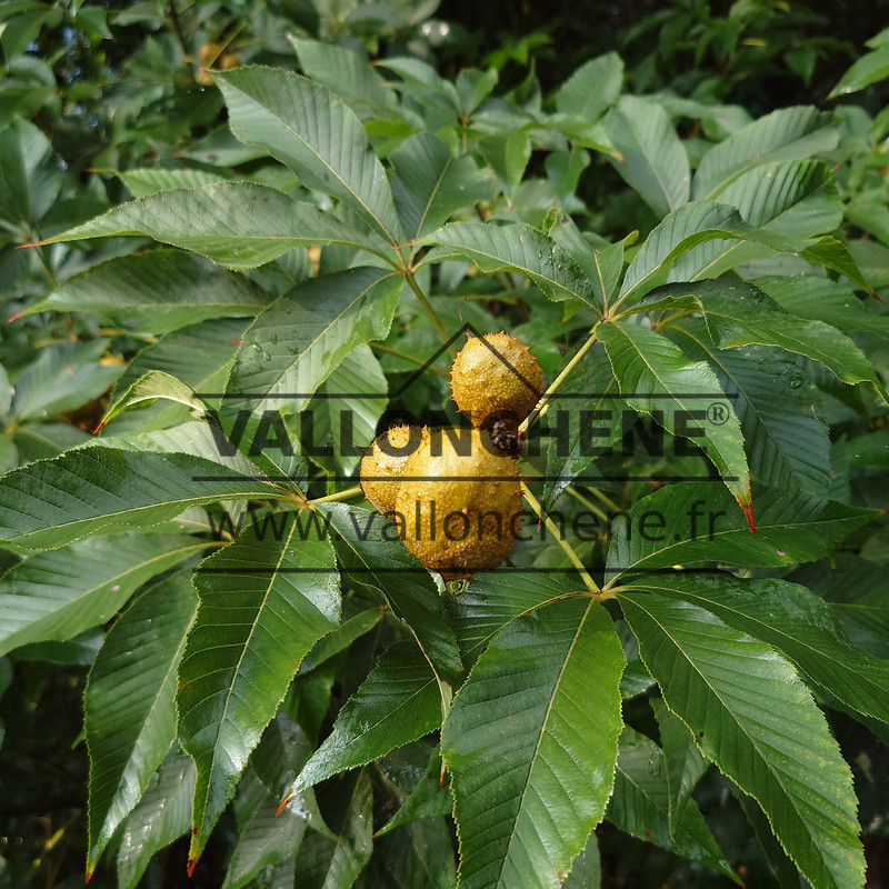 Fruits et feuillage de l’AESCULUS indica à la fin de l’été