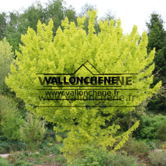 Feuillage jaune de l'ACER platanoides 'Princeton Gold' au printemps