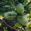 Fruits (pas encore mûrs) de PSEUDOCYDONIA sinensis Fruits (pas encore mûrs) de PSEUDOCYDONIA sinensis