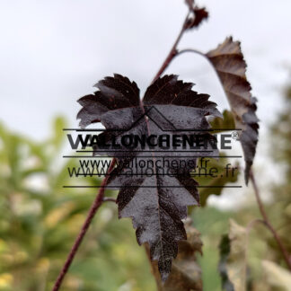 Feuillage pourpre du BETULA pendula ssp. pendula 'Purpurea'