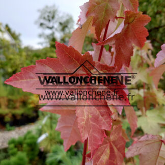 Feuillage automnal flamboyant de l'ACER rubrum 'Autumn Flame'