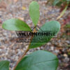 Feuillage du MICHELIA laevifolia ‘Fairy Honey Velvet’