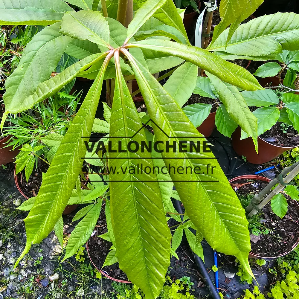 Bright-green leaves of AESCULUS indica in spring