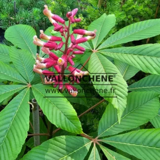 Red flower with green foliage of AESCULUS pavia 'Atrosanguinea' in spring