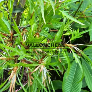 Hellgrünes Laub von FAGUS sylvatica var. heterophylla 'Mercedes' im Frühling