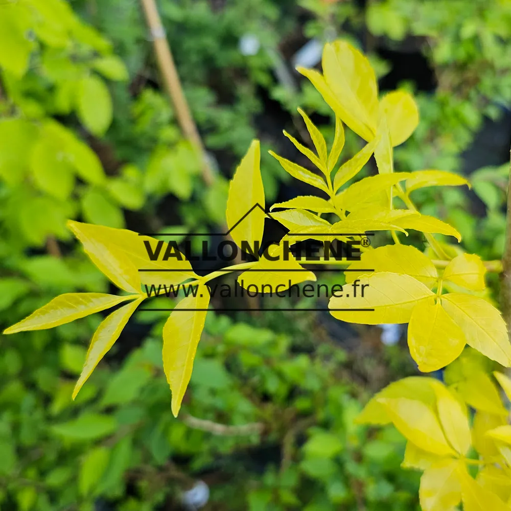 Yellow spring foliage of FRAXIUS chinensis 'Emma's Gold' (R)