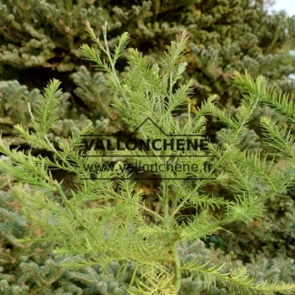 Branches and green foliage of GLYPTOSTROBUS pensilis