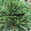 Feuillage vert du CRYPTOMERIA japonica ‘Hide’