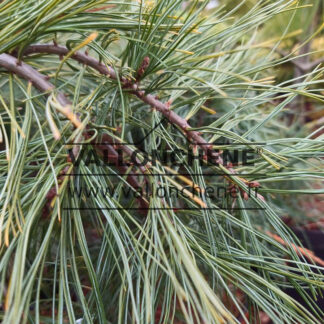 Feuillage bleuté du PINUS strobus 'Blue Petticoats' (pleureur)