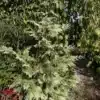 Eine CHAMAECYPARIS lawsoniana 'Luna' mit ihren hellen, weißen Sprossen