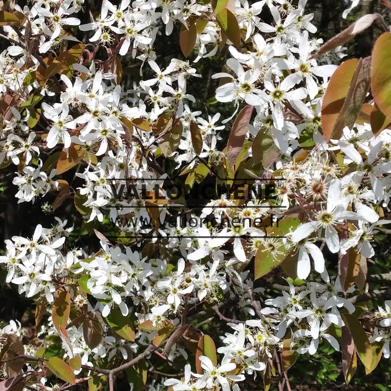 Fleurs blanches de l'AMELANCHIER x grandiflora 'Ballerina'